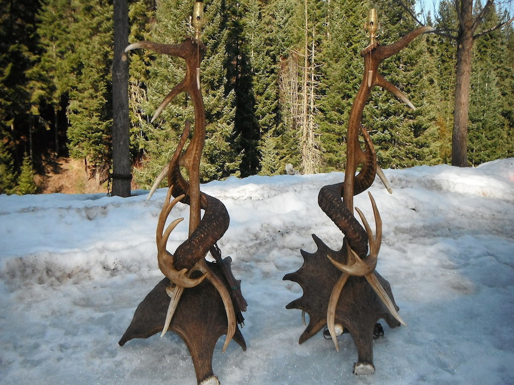 Elk, Moose, Sheep, White Tail Lamps