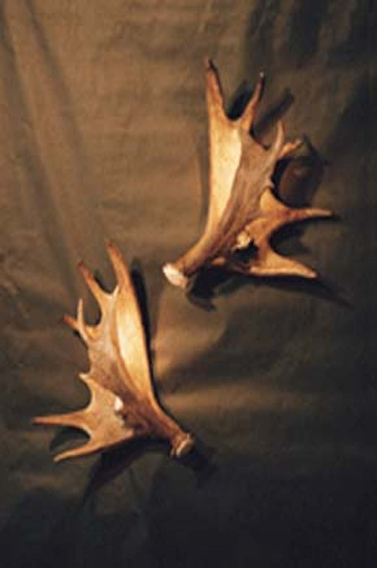 Hidden Light Moose Sconces (Small)